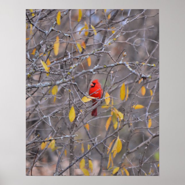 Poster Cardinal Rouge solitaire à l'automne Arbre d'autom (Devant)