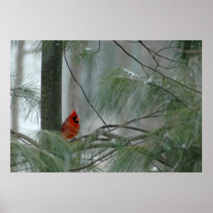 Poster Cardinal seul
