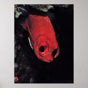 Poster Cardinalfish Portrait
