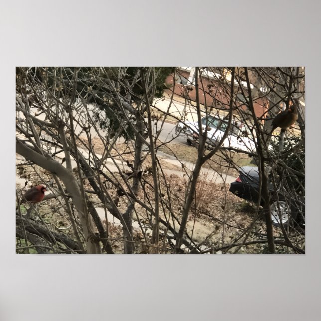 Poster Cardinals (Devant)