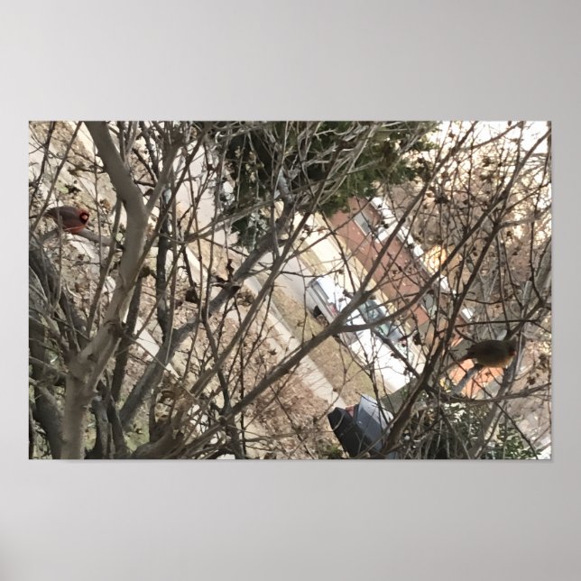 Poster Cardinaux (Devant)