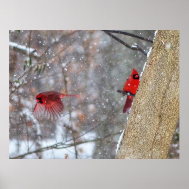 Poster Cardinaux dans la neige (Devant)