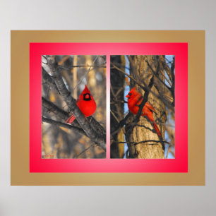 Poster Cardinaux dans un matin "croquant" d'hiver
