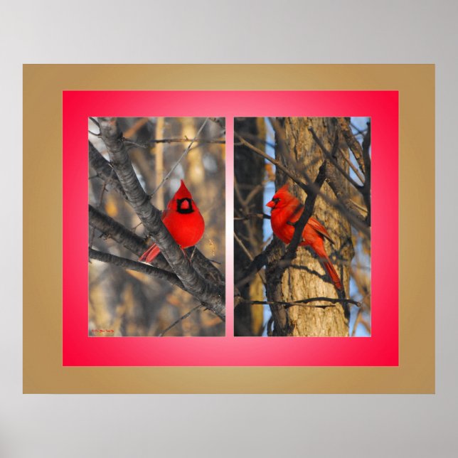 Poster Cardinaux dans un matin d'hiver "Crisp" (Devant)