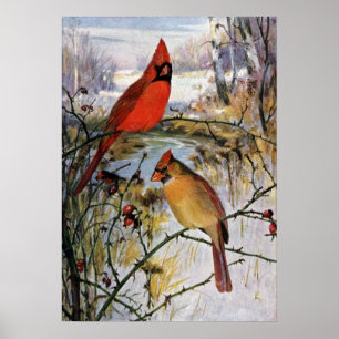 Poster Cardinaux en hiver