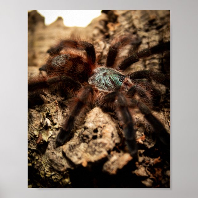 Poster Caribena Versicolor Toe Rose Tarantula (Devant)