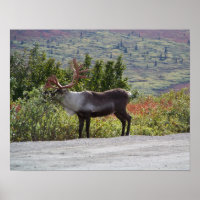 Poster Caribou de l'Alaska Imprimer
