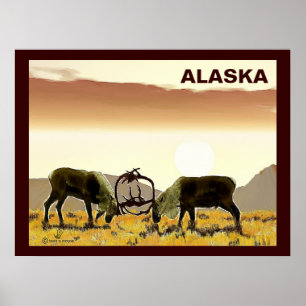 Poster Caribou Duel - Alaska