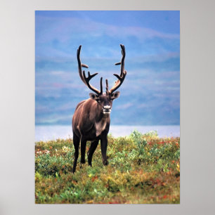 Poster Caribou or Reindeer   Denali National Park, Alaska