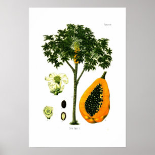 Poster Carica papaya (papaye)