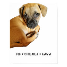 Carlin + Chihuahua = Awww Cutest Puppy Mix Ever