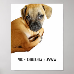 Poster Carlin + Chihuahua = Awww Cutest Puppy Mix Ever