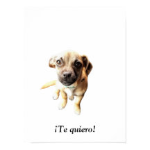 Carlin Chihuahua ¡Te quiero ! Chien chiot