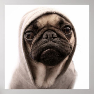 Poster Carlin dans un sweat - shirt à capuche