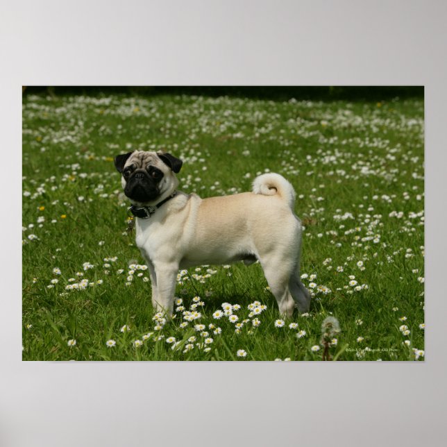Poster Carlin Jouer dans les fleurs (Devant)