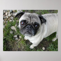 Carlin n Galets Imprimer