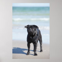 Carlin Noir Sur La Plage