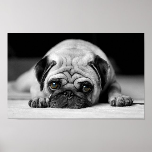 Poster Carlin triste (Devant)