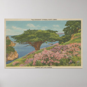 Poster Carmel Bay, CA - Vue de l'arbre "ancien vétéran"