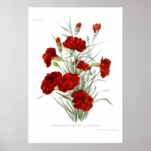 Poster Carnation