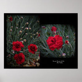 Poster Carnation Dianthus in Red Wall Art par Stan VG