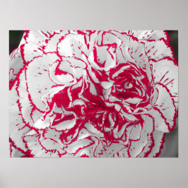 Poster - Carnation en rouge et blanc