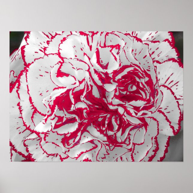 Poster - Carnation en rouge et blanc (Devant)