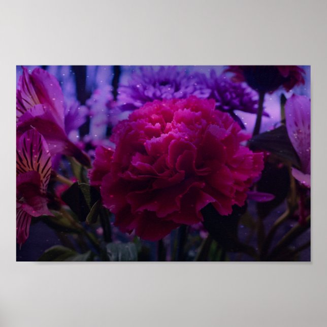 Poster Carnation étincelante (Devant)