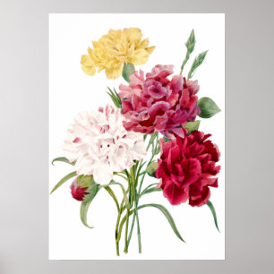 Poster Carnation Flower Imprimer par Pierre-Joseph Redout