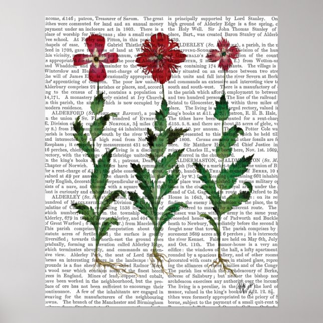 Poster Carnation italienne 1 (Devant)