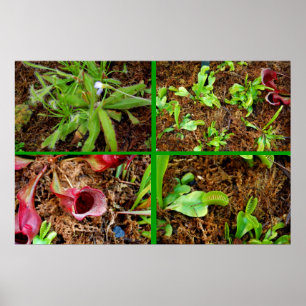 Poster Carnivorous Plants