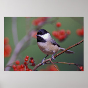 Poster Carolina Chickadee