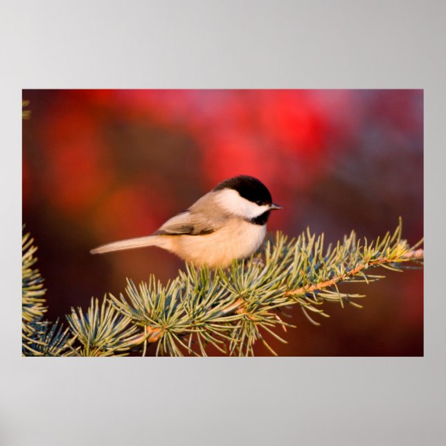 Poster Carolina Chickadee en Cèdre Blue Atlas (Devant)