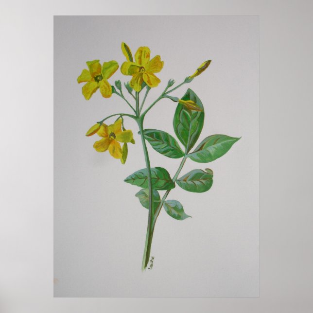 Poster Carolina Jasmine Botanique Art (Devant)