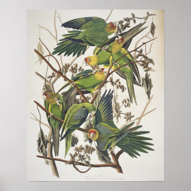 Poster Carolina Parakeet, de 'Birds of America', 1829 (Devant)