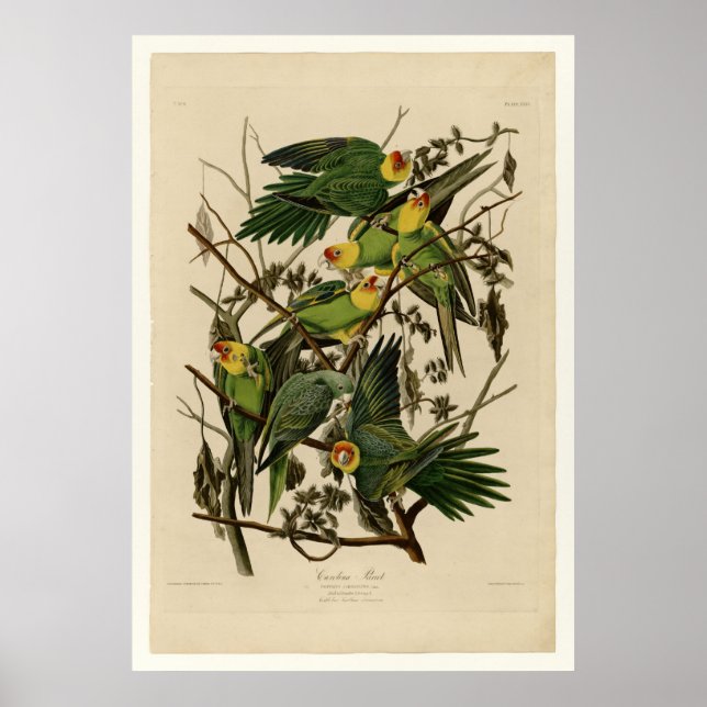 Poster Carolina Parrot (Devant)