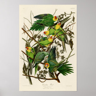 Poster Carolina Parrot John Audubon Oiseaux américains