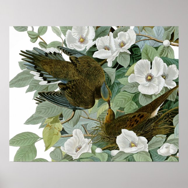 Poster Carolina Pigeon Audubon Morning Dove (Devant)