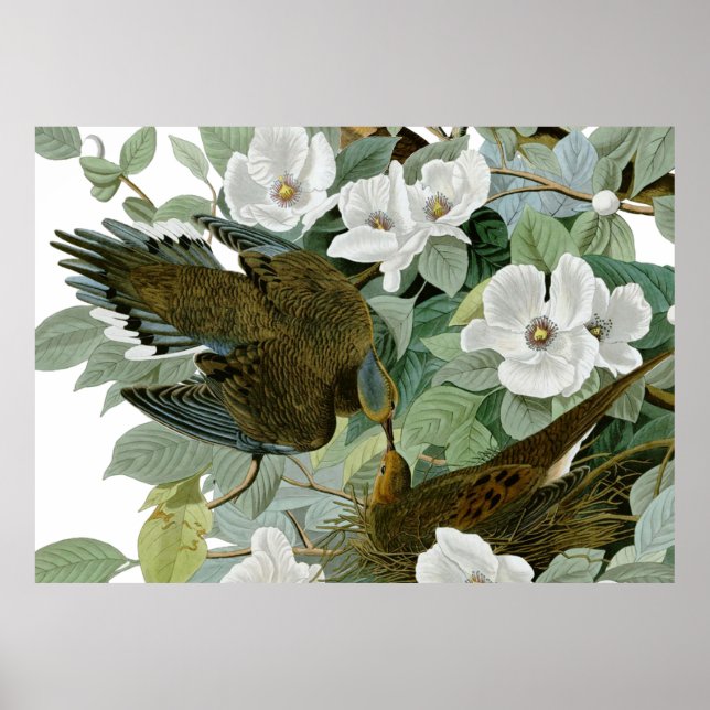 Poster Carolina Pigeon Audubon Morning Dove (Devant)