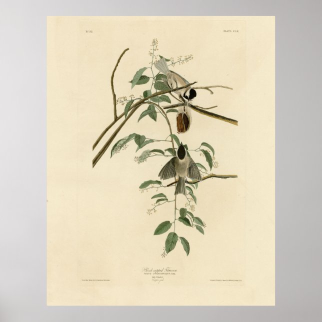 Poster Carolina Titmouse de Audubon's Birds of America (Devant)