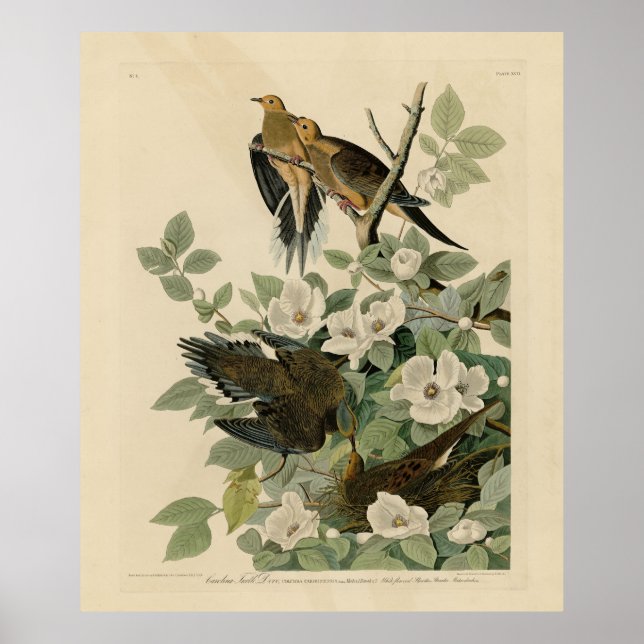 Poster Carolina Turtle Dove Mourning Dove Audubon's Birds (Devant)