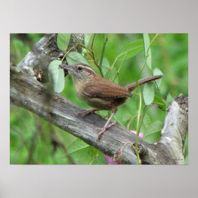 Poster Carolina Wren (Devant)