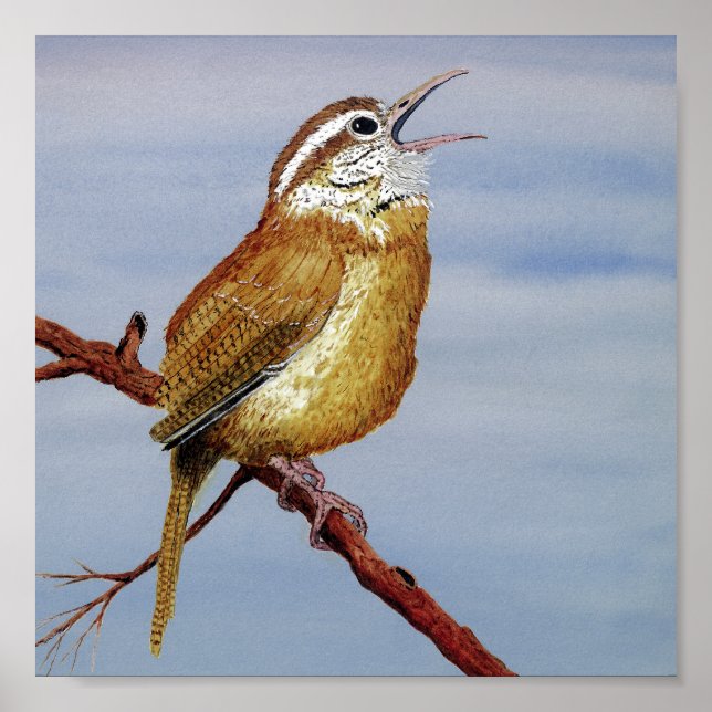 Poster Carolina Wren (Devant)