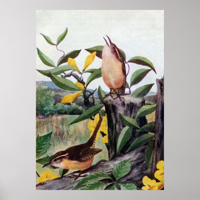 Poster Carolina Wrens et Jessamine jaune (Devant)
