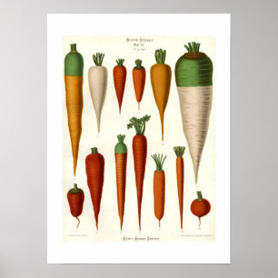 Poster Carottes