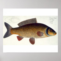 Carpe (Cyprinus Carpio) plaque XVI de 'Ichthyologi