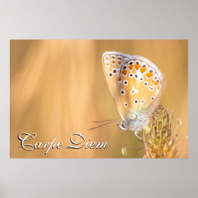 Poster Carpe Diem personnel beau portrait papillon (Devant)