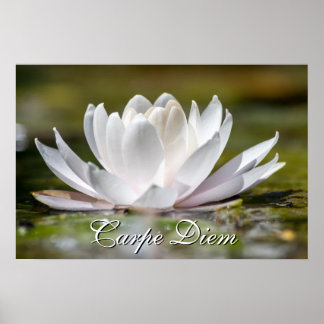 Poster Carpe personnelle Diem nénuphar blanc