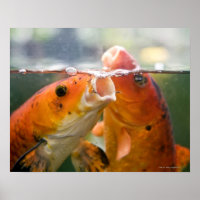 Carpes de Koi