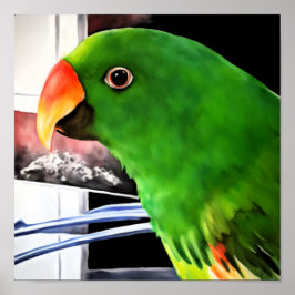Poster Carré Eclectus Parrot